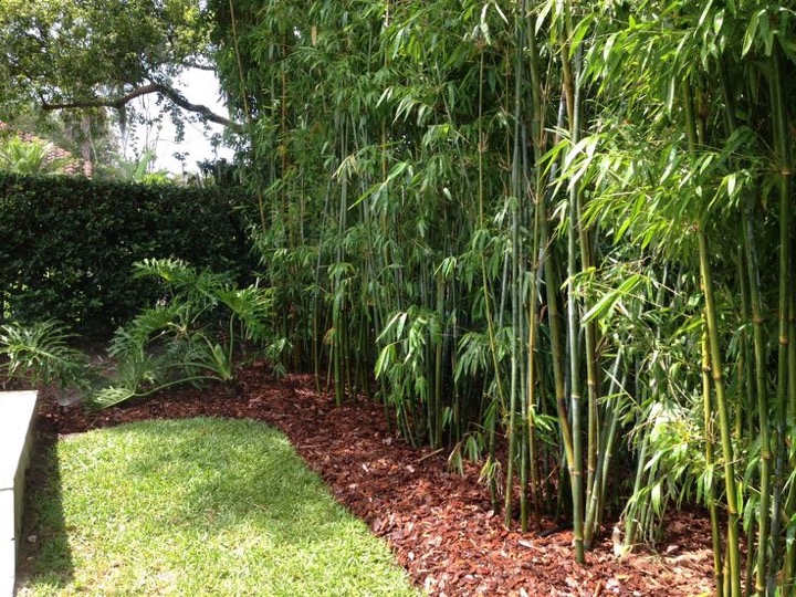 backyard bamboo