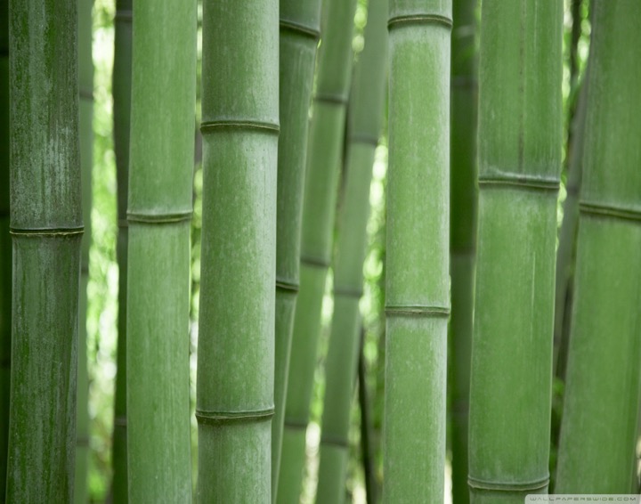 bamboo