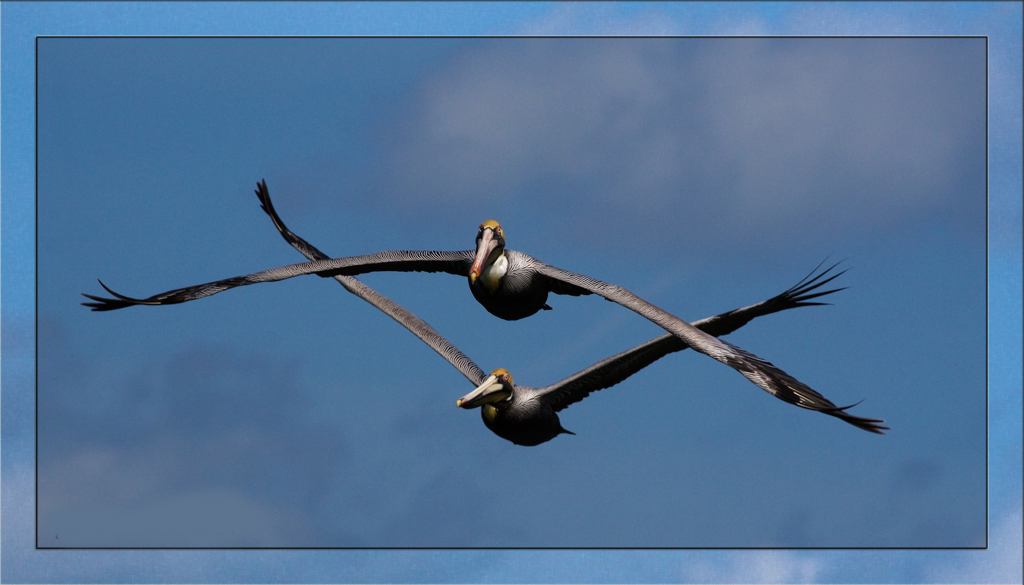 two seaguls synchronicity